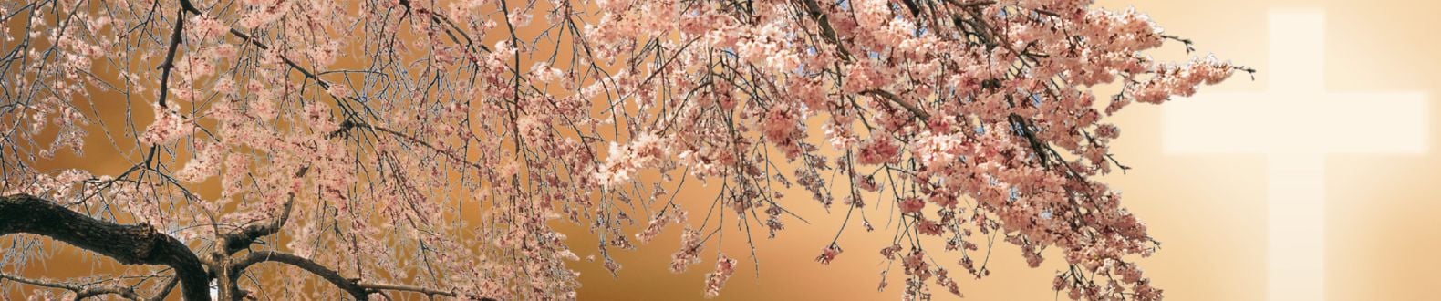 Banner fleurs cerisier